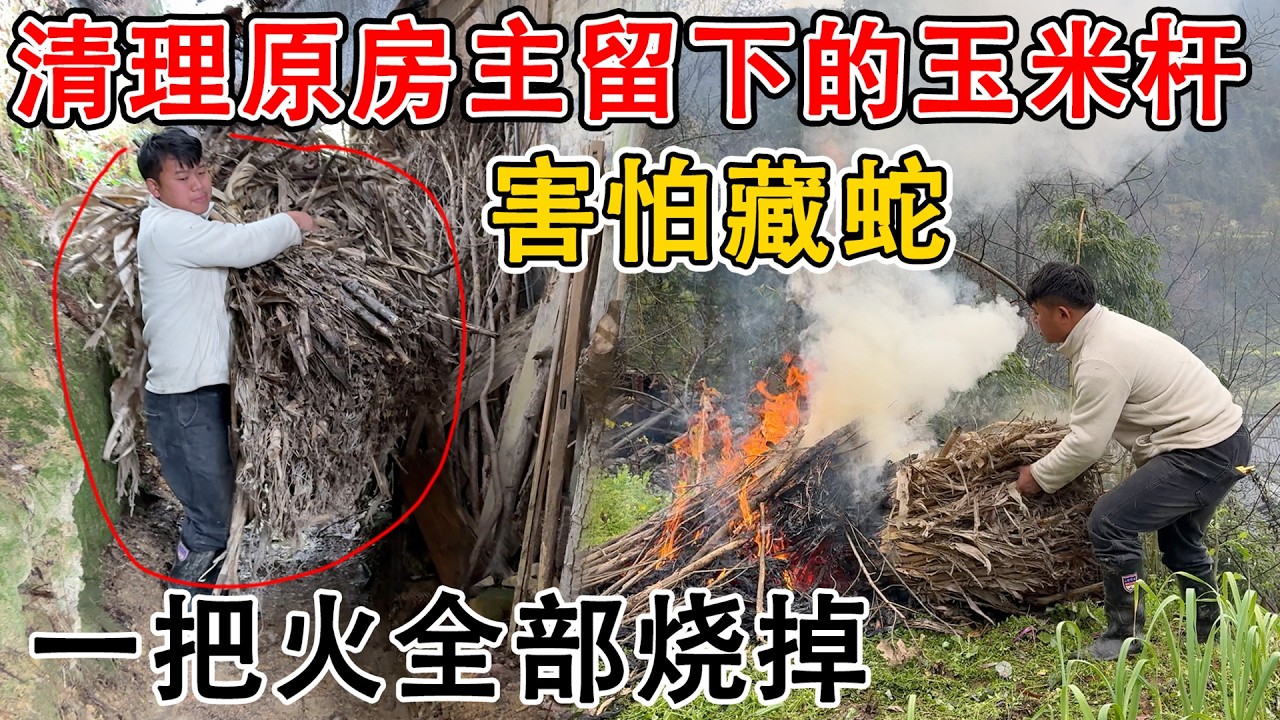夫妻清理原房主留下的玉米杆，放了几年全部腐烂了  后屋檐看着杂乱无章，这些不怕到处藏蛇了