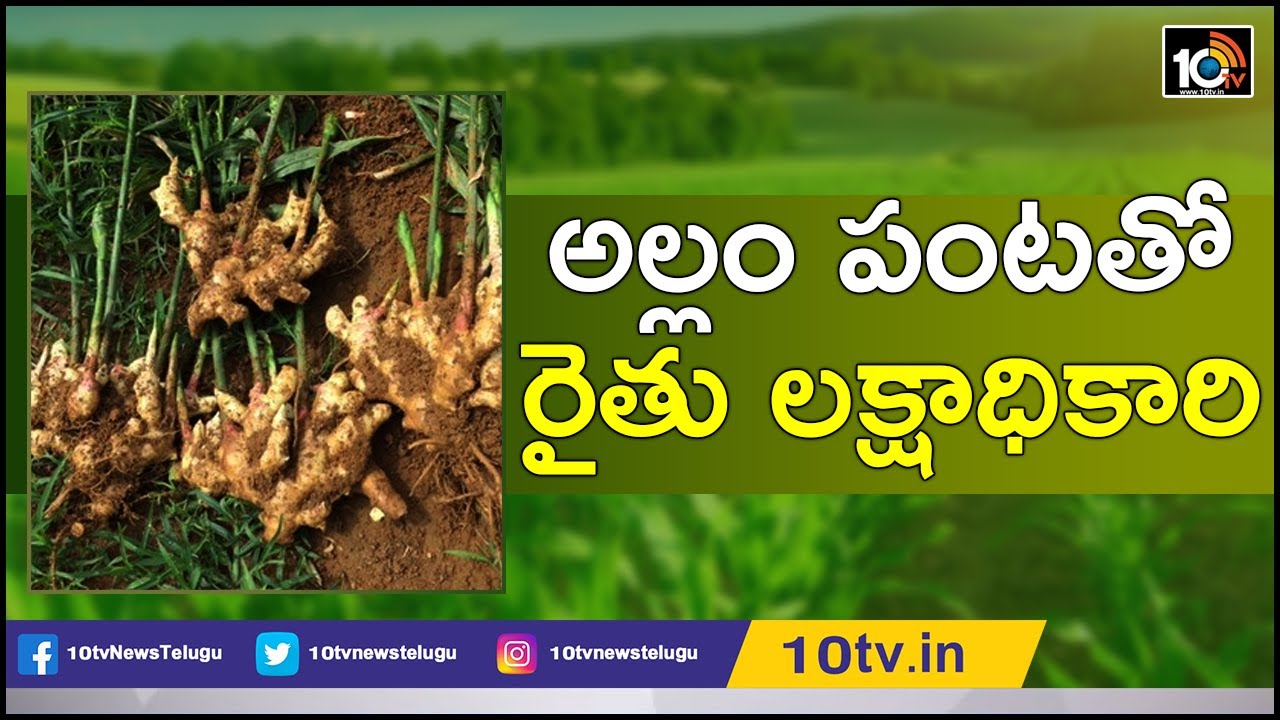 అల్లం పంటతో రైతు లక్షాధికారి | Success Story of Ginger Farming By Nageswara Reddy | Matti Manishi