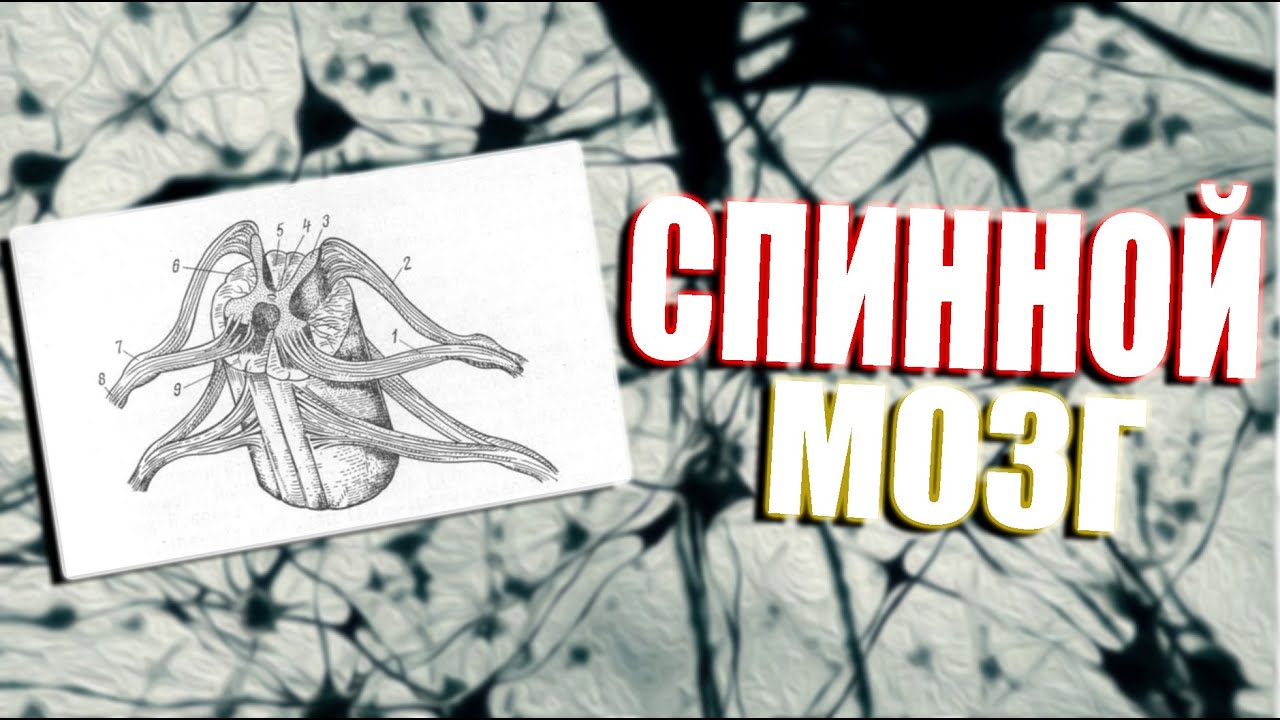 Спинной мозг.  Строения внешнее и внутреннее.