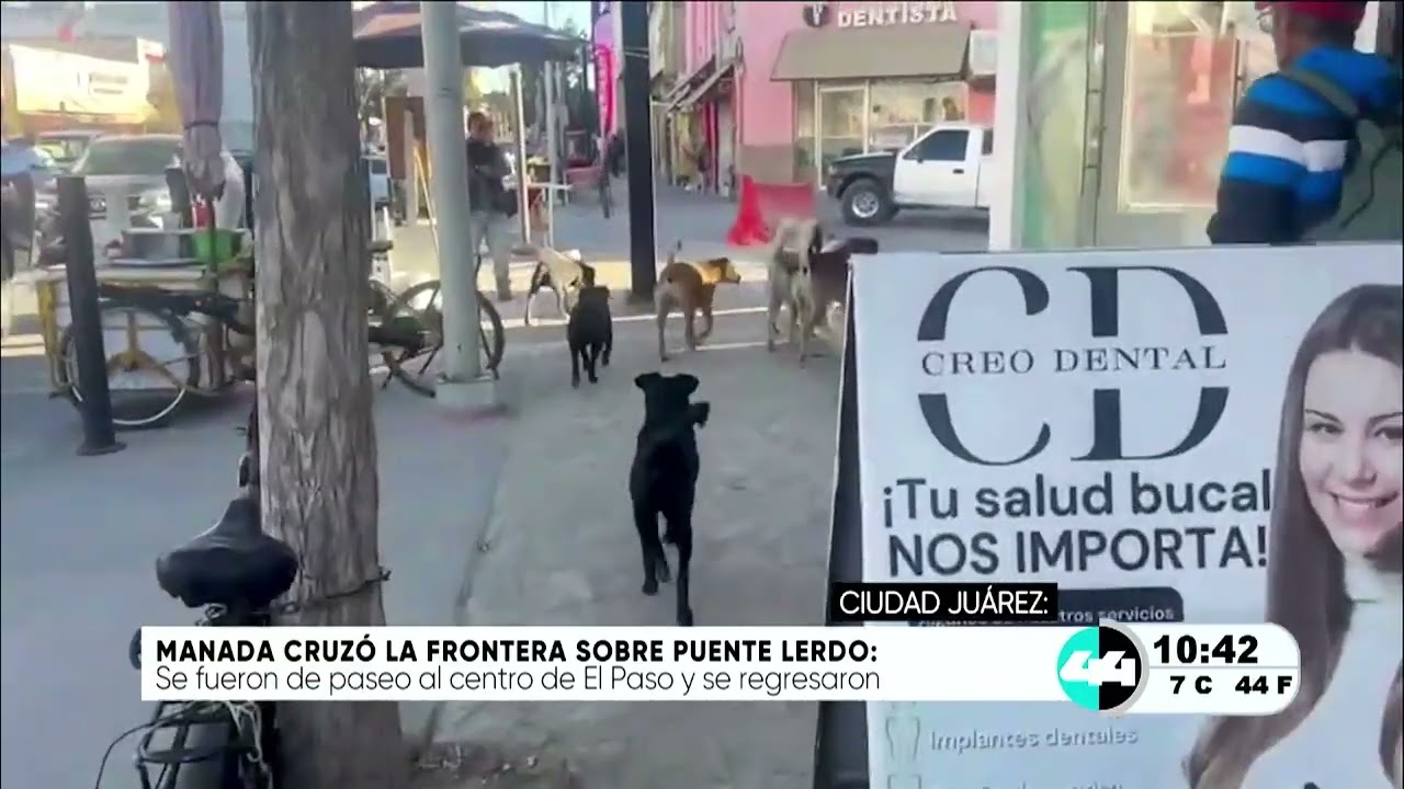 Manada cruzó la frontera sobre Puente Lerdo