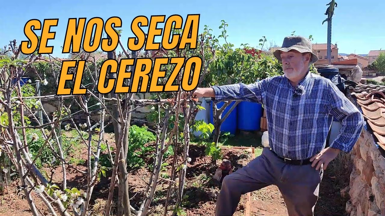 ¿Por qué FLORECE el CEREZO en Otoño?