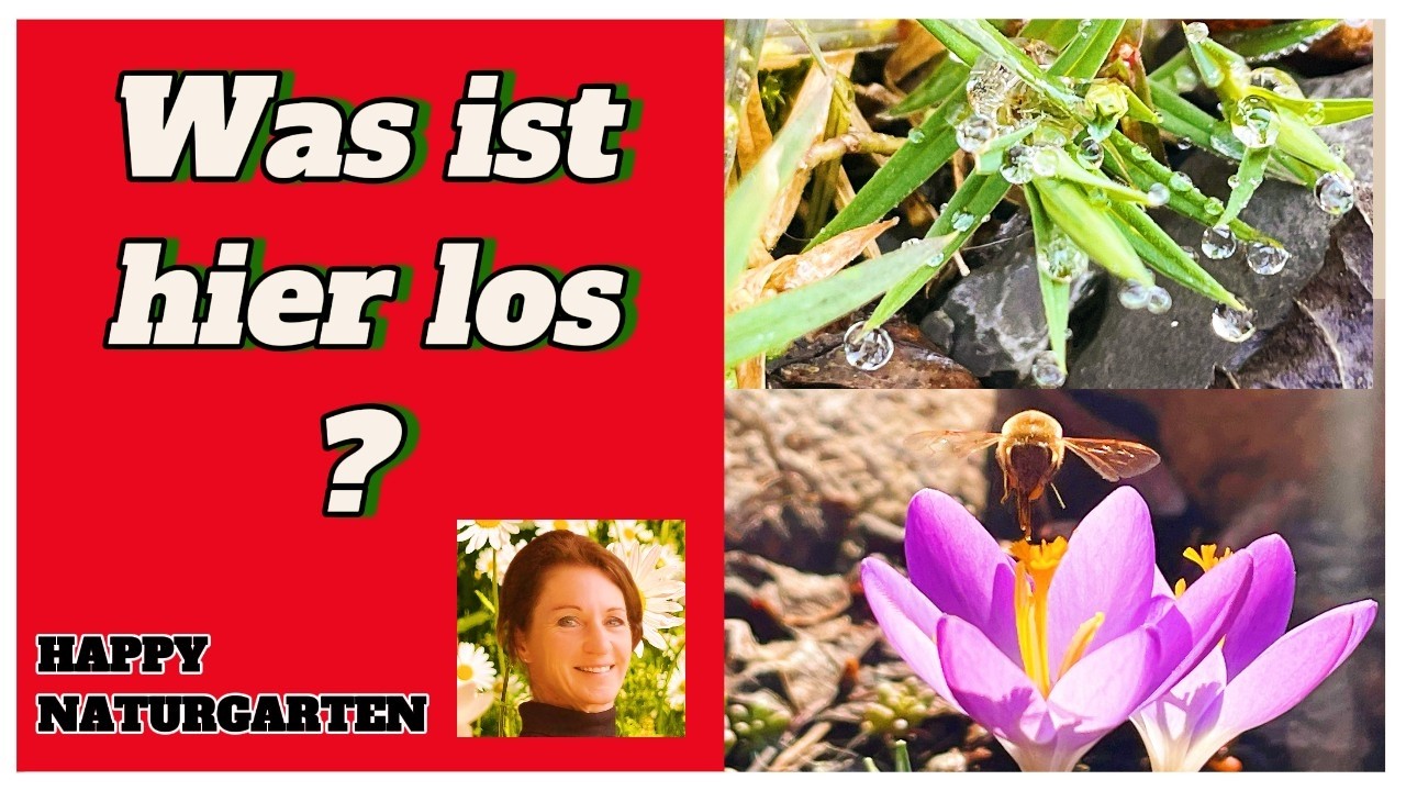Naturgarten im Februar: Wichtige Tipps + erste Blüten!