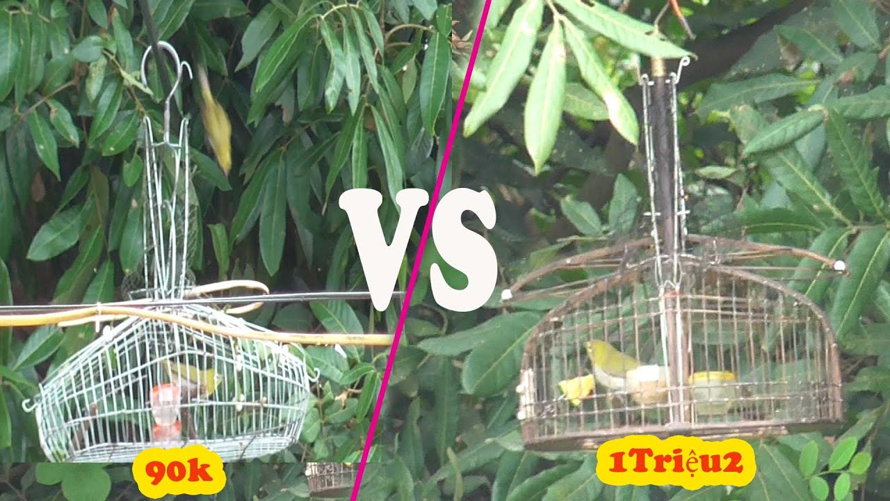 Mang Lồng Bẫy 1Triệu2 Và Lồng 90K Đi Bẫy Khuyên Và Cái Đắng Cho Lồng Đắt // Chiến Ơi