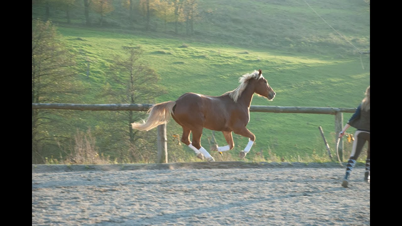 Mein Erstes Pferd - und jetzt?