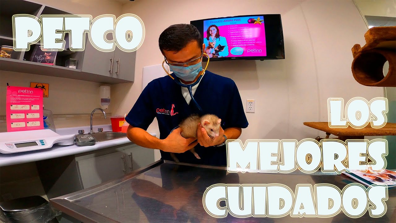 PETCO PUERTO VALLARTA | PETINN | El Mejor cuidado para tus mascotas