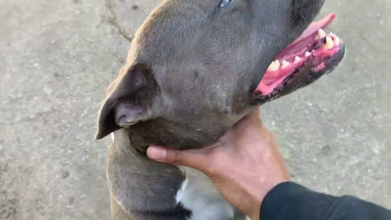 Pitbull Dog Silent Split Heat Cycle