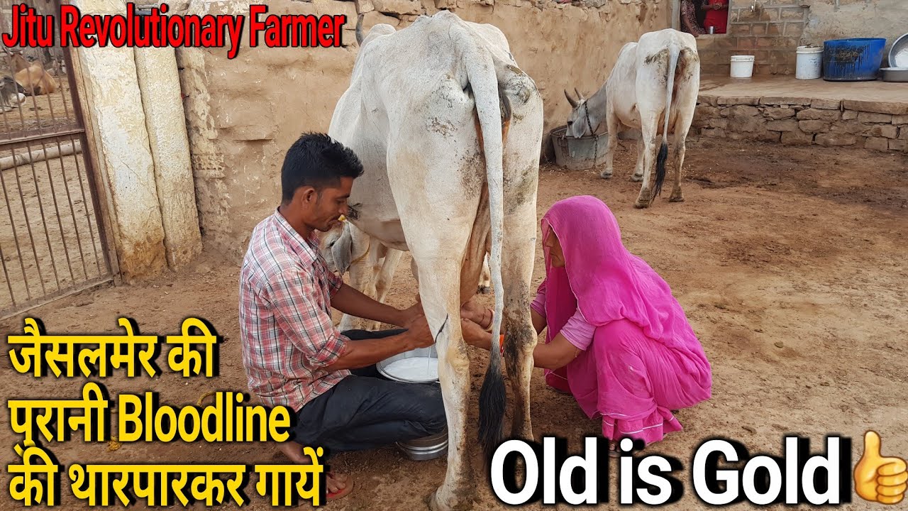 👍Old is Gold : पुरानी Tharparkar Bloodline की गायें है कमाल की.👍