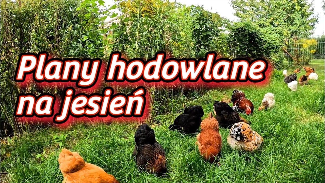 #chicken  🐓🐤🐓 Plany na jesień - redukcje w hodowli drobiu