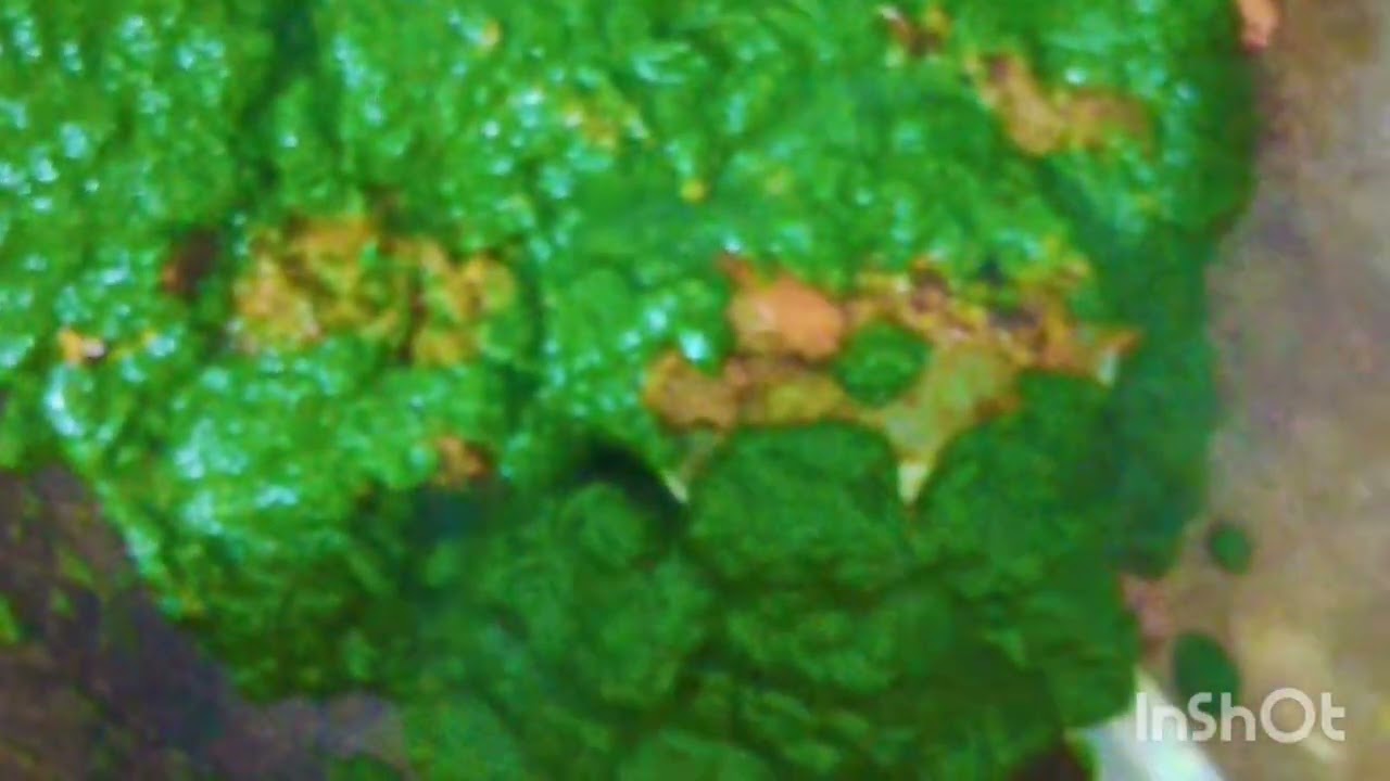 पंजाबी style palk का saag 