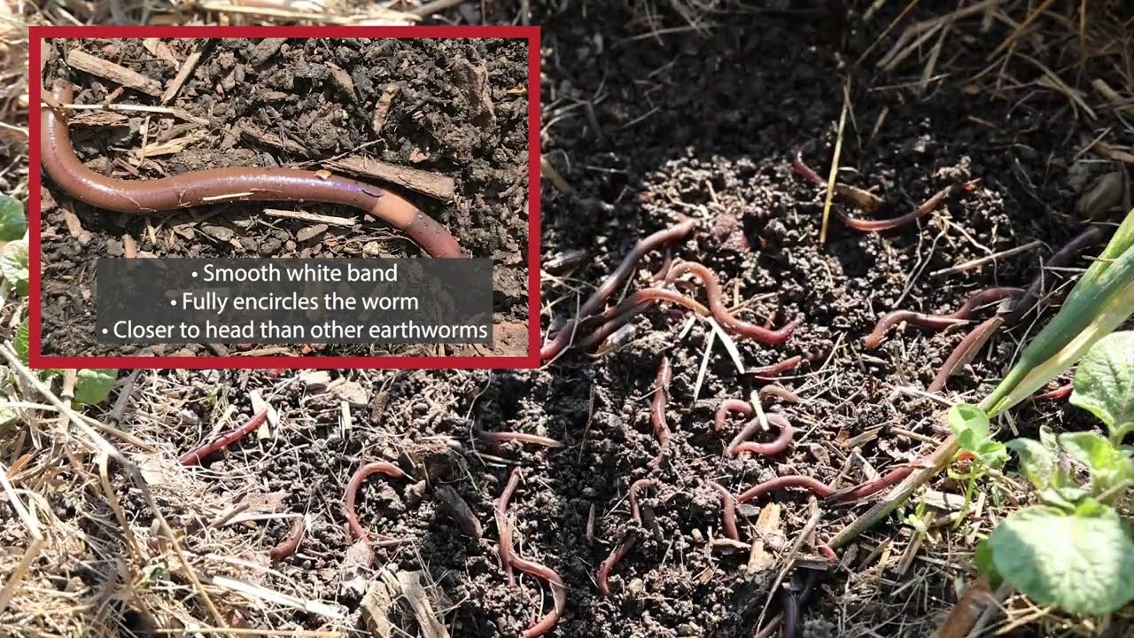 Identify and Report Jumping Worms in Maine