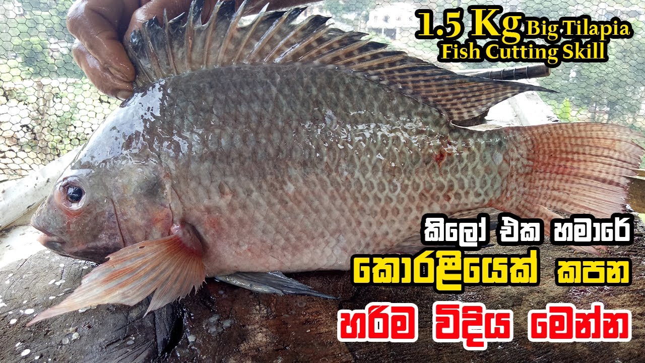 1.5 Kg BIG Tilapia  | Fish Cutting | Village Fish Market