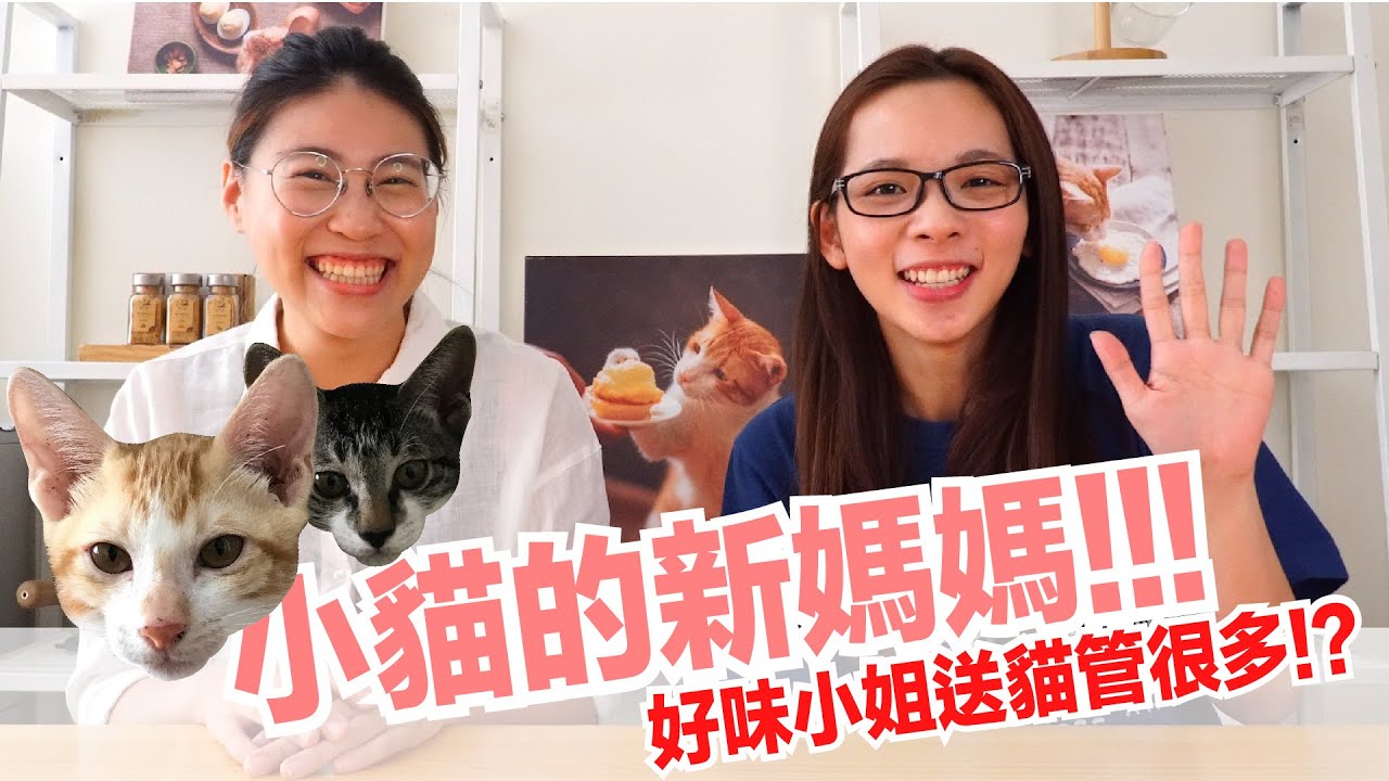 滴妹要當媽媽了！要通過嚴格測試喔！【好味貓知識】EP9