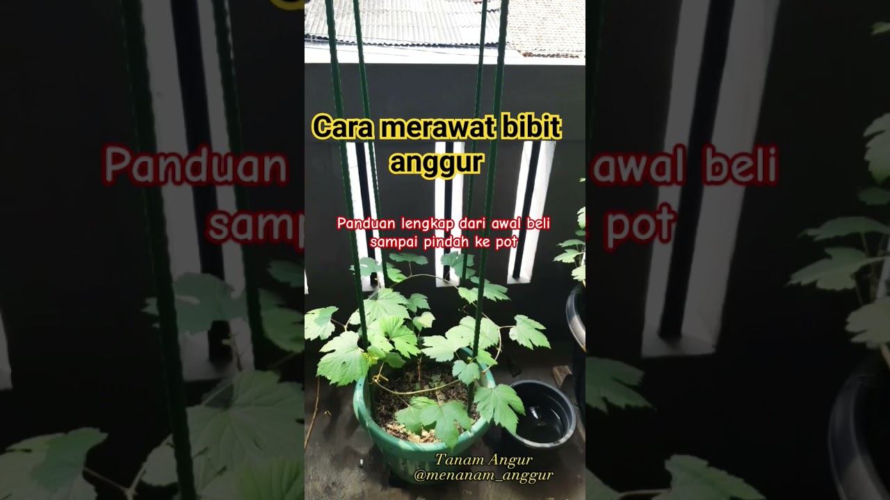 cara merawat bibit anggur tips lengkap dari awal sampai pindah pot