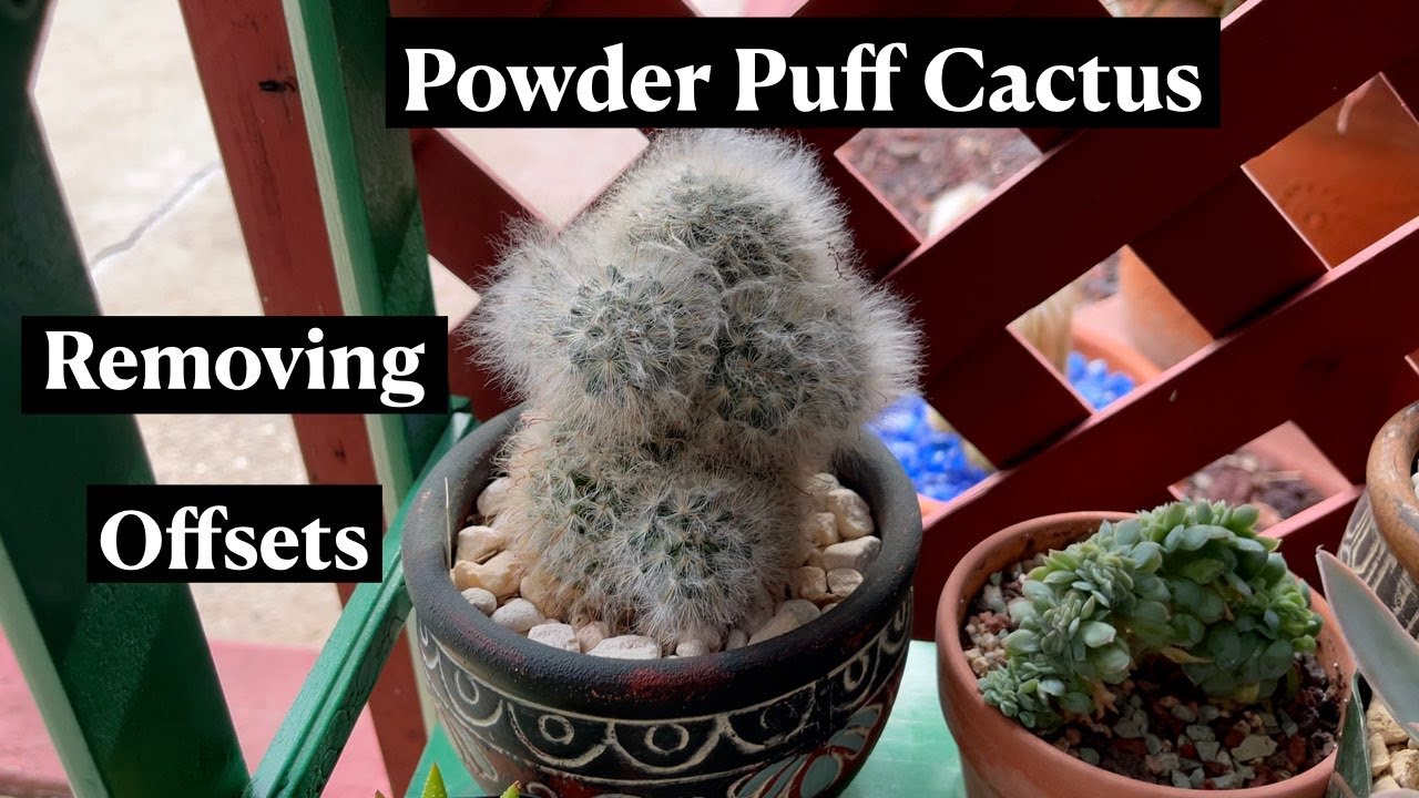 Mammillaria Bocasana Powder Puff Cactus * 24 Days of Cacti & Succulents