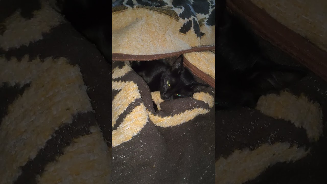 Утренняя котика Ластёнка ) #catbehavior #cat #котофейка #оле7 #ластёна #животные #petcare #catfacts