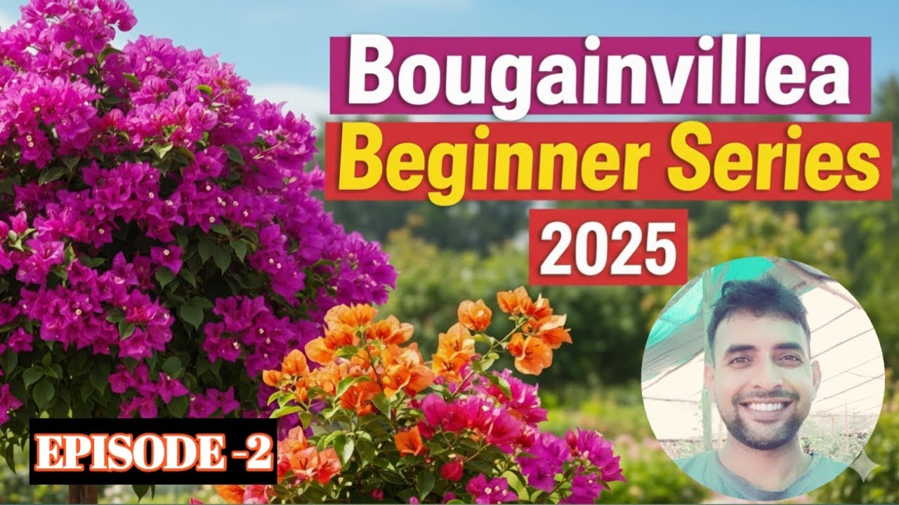 Bougainvillea beginner series 2025 || Episode 2