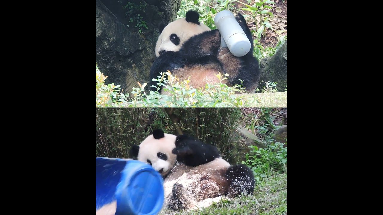 20160131-3 躺玩腳腳好可愛 藍桶滾粉灑圓仔 Giant Panda Yuan Zai
