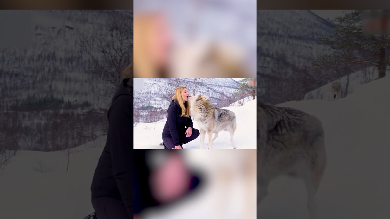 Нежный поцелуй этого волка растопит ваше сердце!