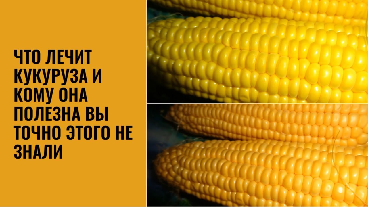 КУКУРУЗА ПОЛЬЗА И ВРЕД КОМУ НЕЛЬЗЯ КУКУРУЗУ ЗОЛОТО ВНУТРИ КУКУРУЗЫ