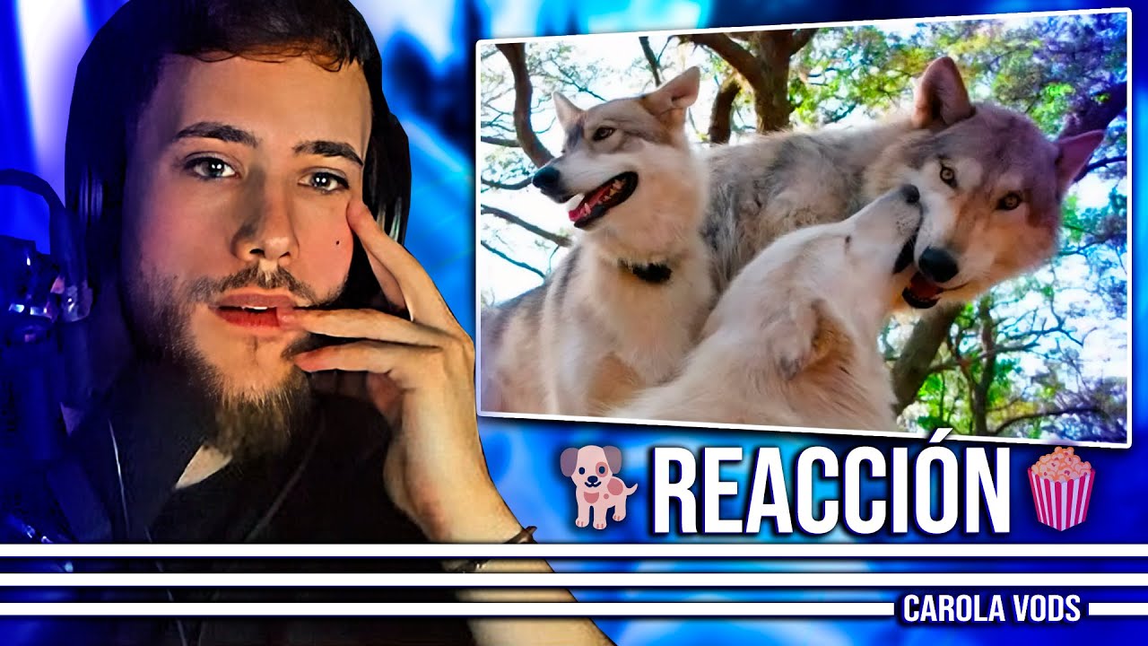 Origen y evolución de los perros 🐕 REACCIÓN CAROLA