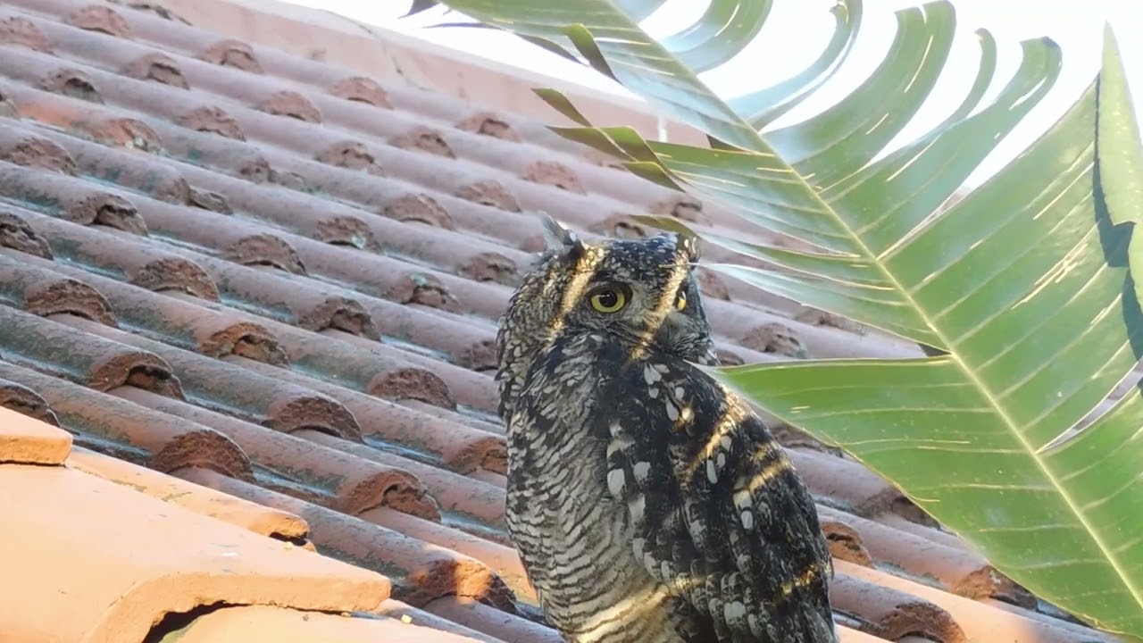 Meet Mom 🦉 The Watchful Spotted Eagle Owl Protecting Her Fledgling
