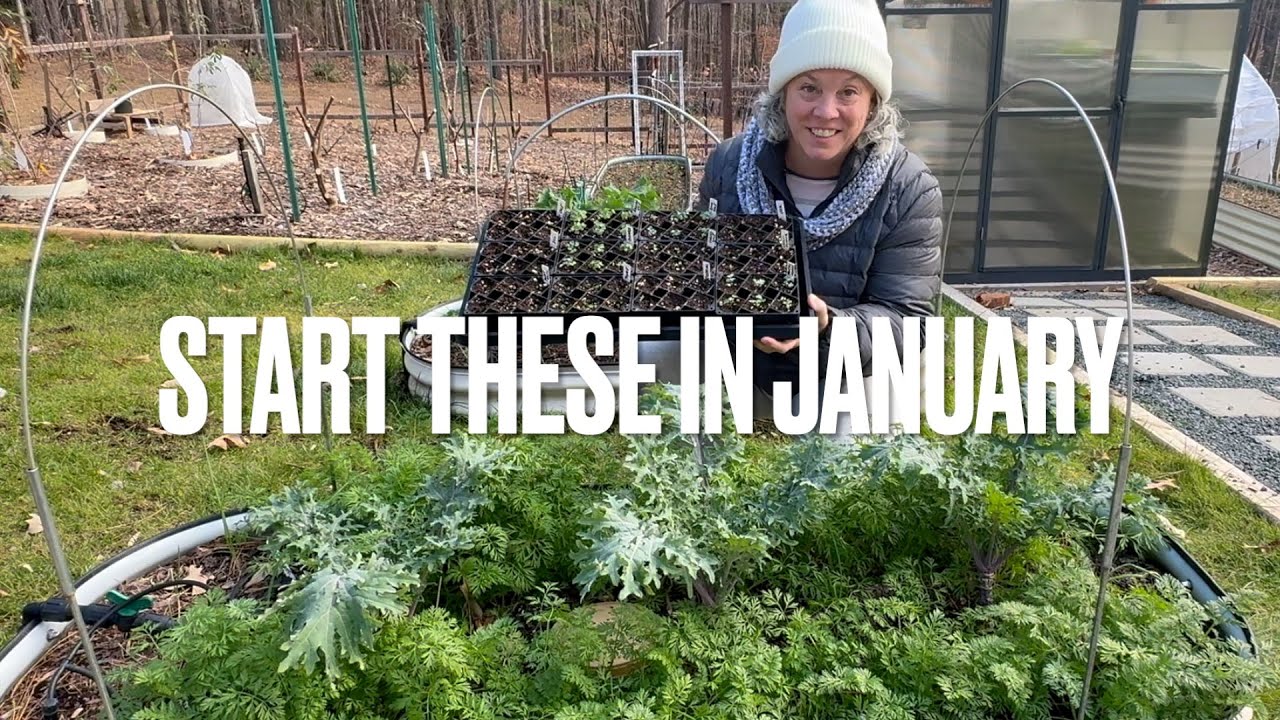 Что сажать в январе в зоне 8A (краткое руководство)