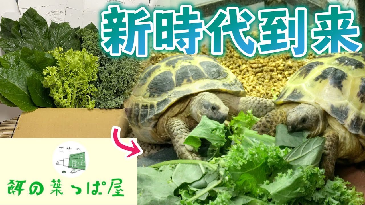 爬虫類用に特化した低農薬野菜をカンタンに入手できる時代が来ました【餌の葉っぱ屋】