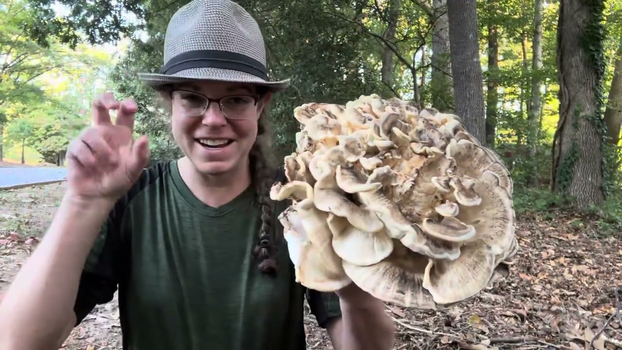 Hen of the woods lookalikes: Edible black-staining polypore & Berkeley’s polypore