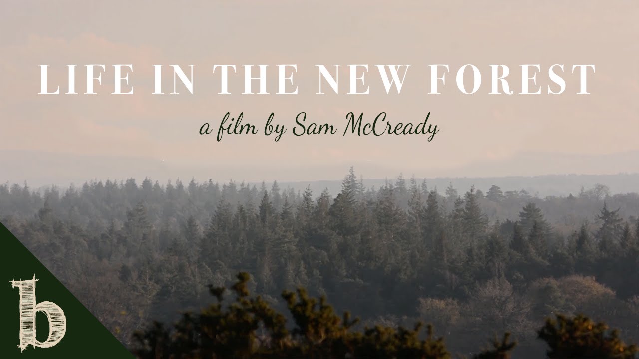 Life in the New Forest | Short Wildlife Documentary