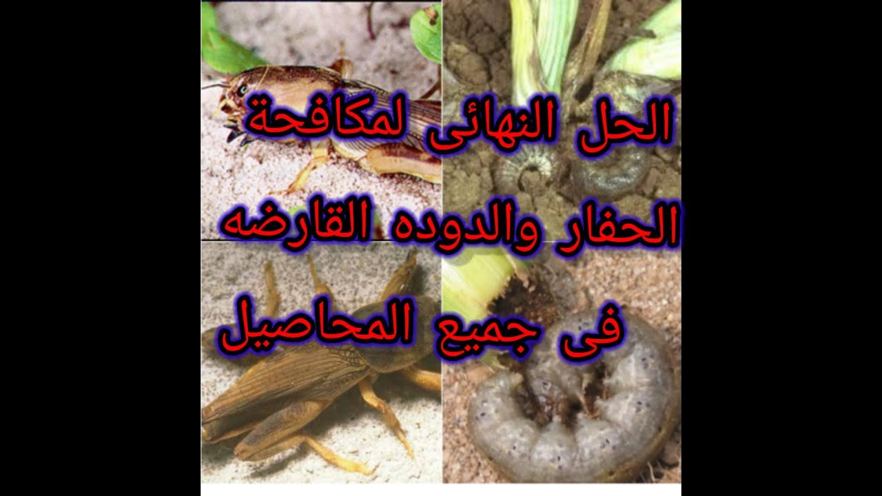 الحل النهائي لمكافحه الحفار والدوده القارضه فى جميع المحاصيل