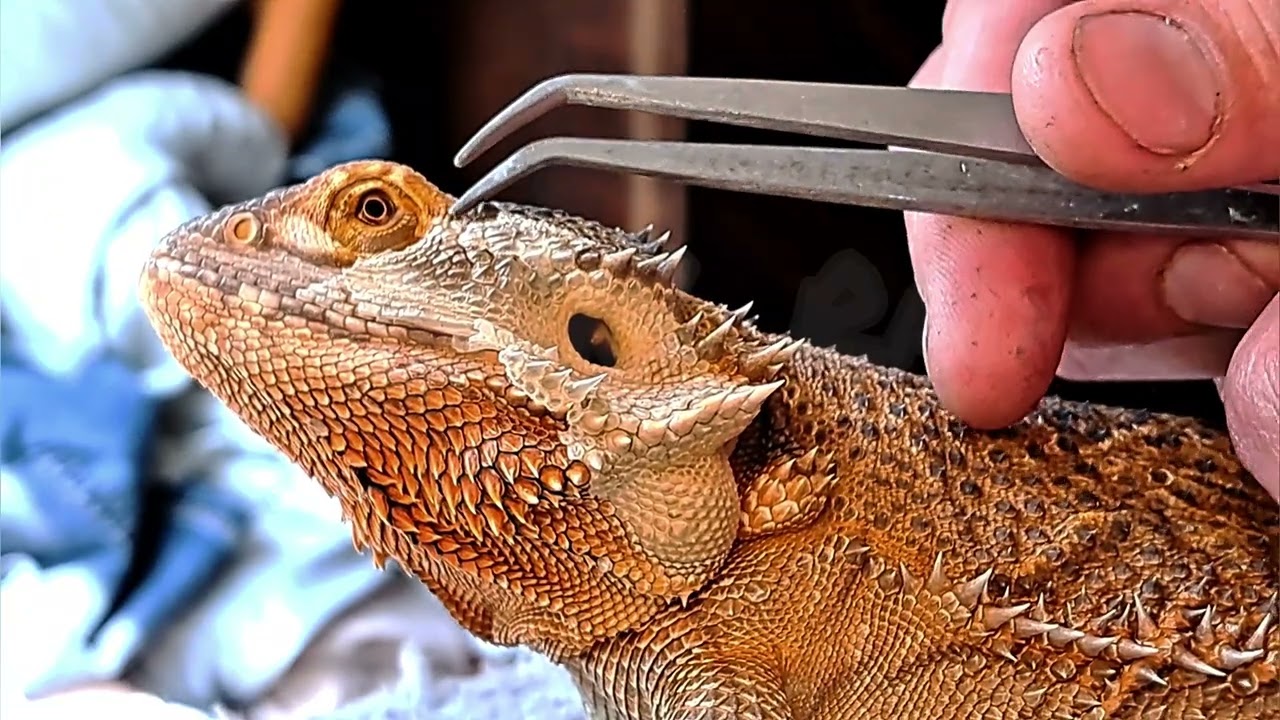 Bearded Dragon SHED REMOVAL (no BGM) #stayrad #beardeddragons #reptiles @ChuckNorrizBeardedDragons