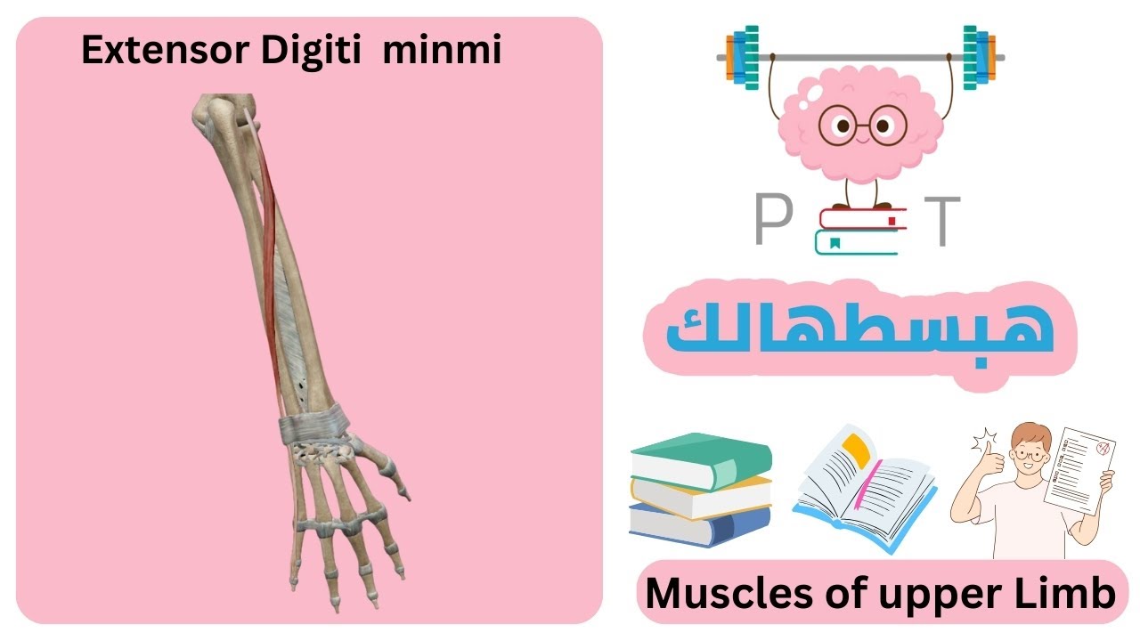 Extensor digiti minimi #upper_limb_هبسطهالك
