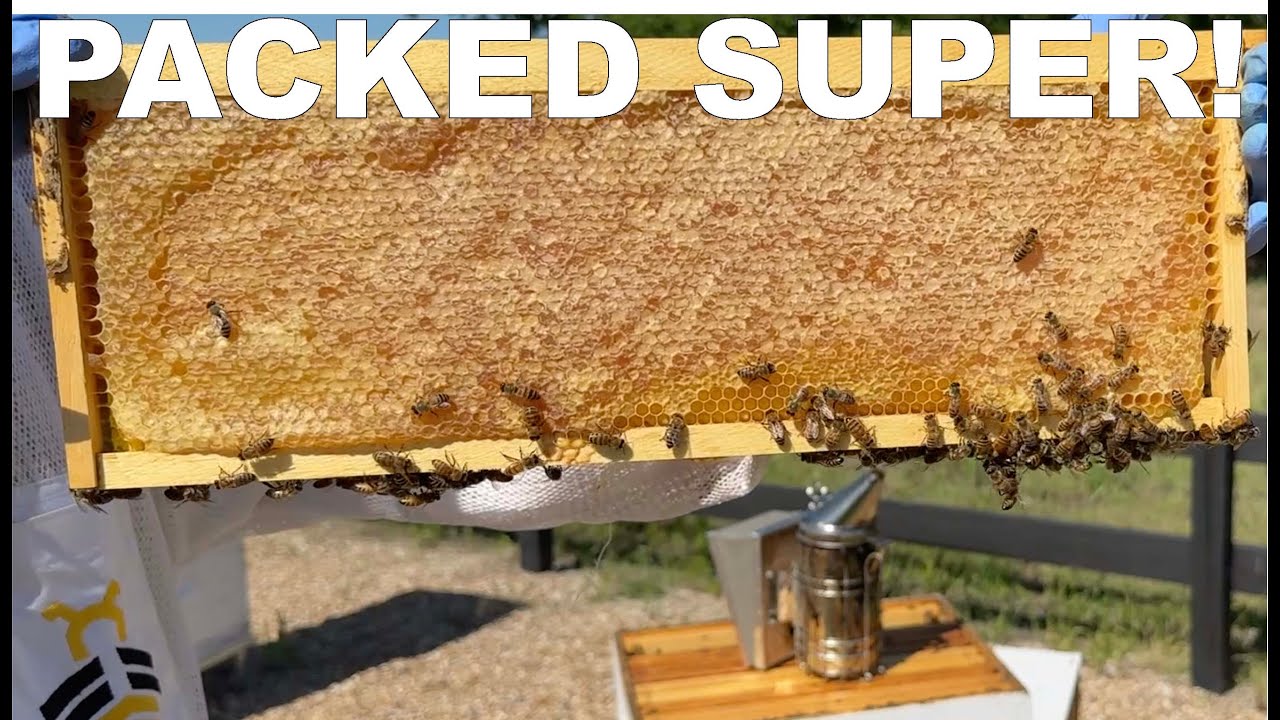 BEEKEEPING: Adding a Second Super- Before It's Too Late!