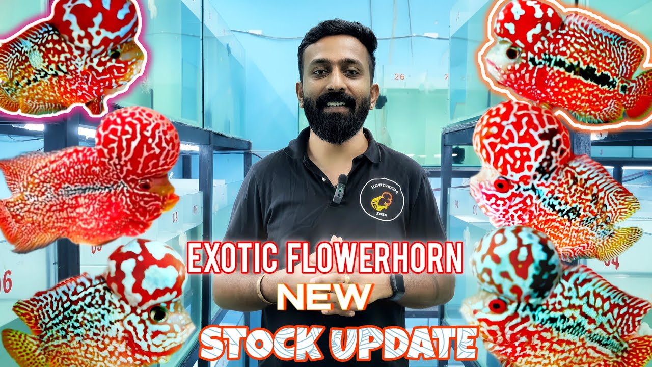 Exotic Flowerhorn New Stock Update | Bangalore | Flowerhorn Adda