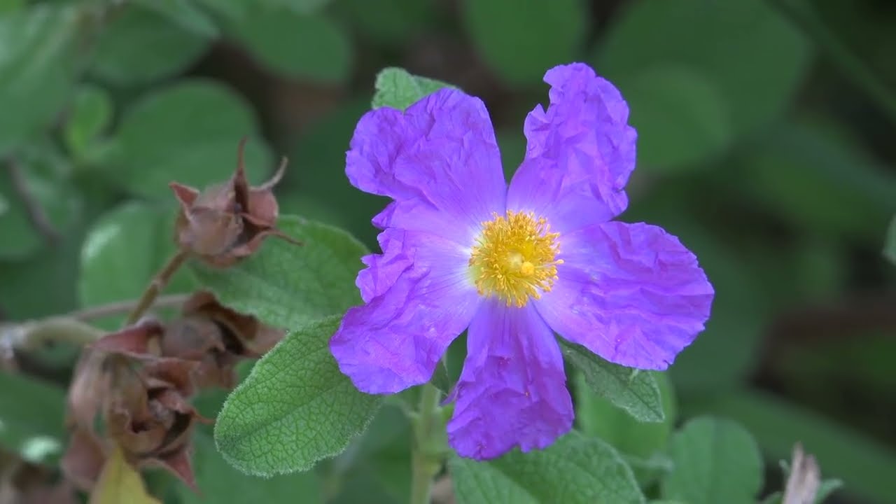 Le jardin alpin au jardin des plantes de Paris