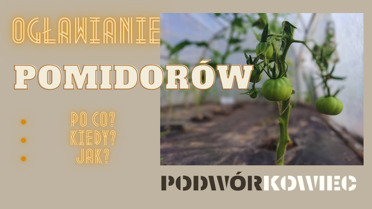 Ogławianie pomidorów. Po co? Kiedy? Jak? Dlaczego?