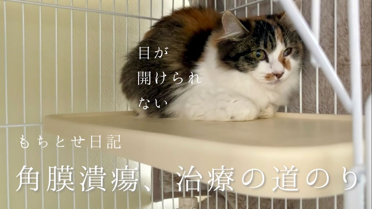 家に迎えて3日目、角膜潰瘍と判明した子猫と治療の日々について