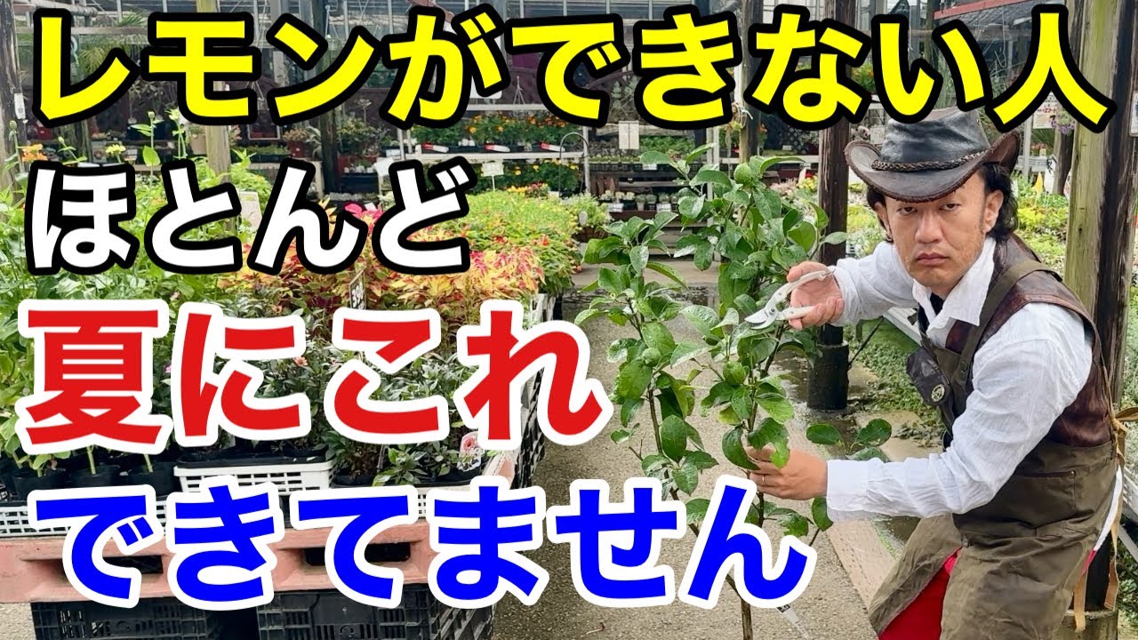 【レモン栽培】暑くても今やるべき3つの作業教えます　　　　【カーメン君】【園芸】【夏剪定】【初心者】