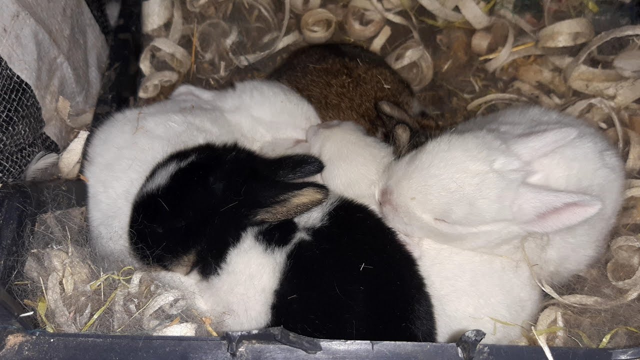 Tavşan Yavru Bakımı ve Beslenme (15 günlük yavrularımızın gözleri açıldı)🐇🐰