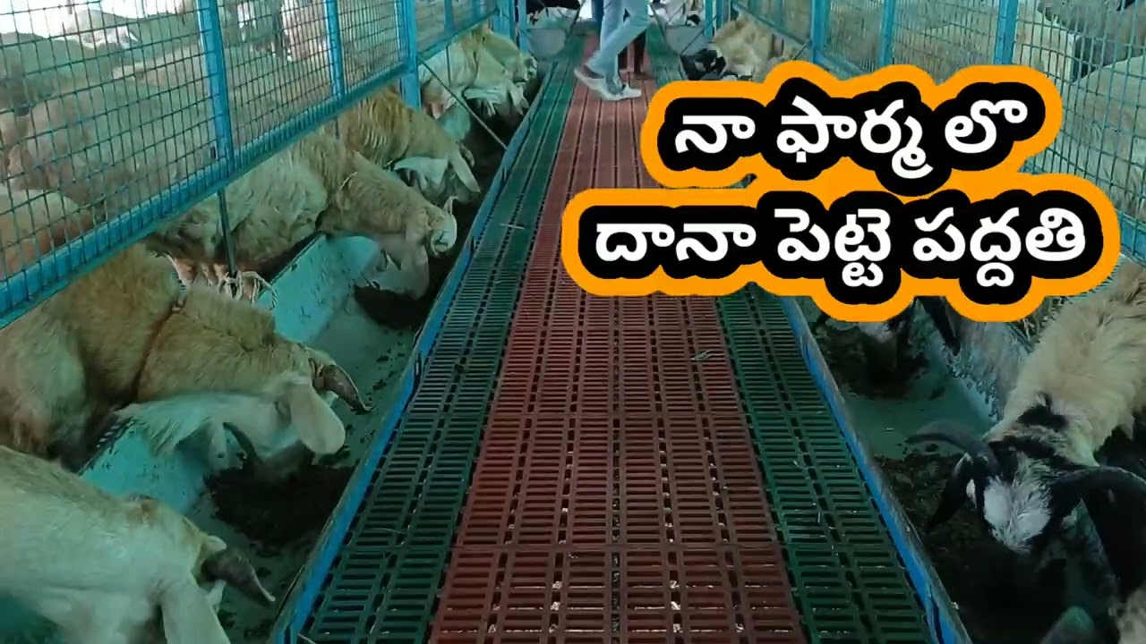 Tips for sheep farming #sheep #sheepfarming #themodernshepherd ##tirupati #nellorejodipi
