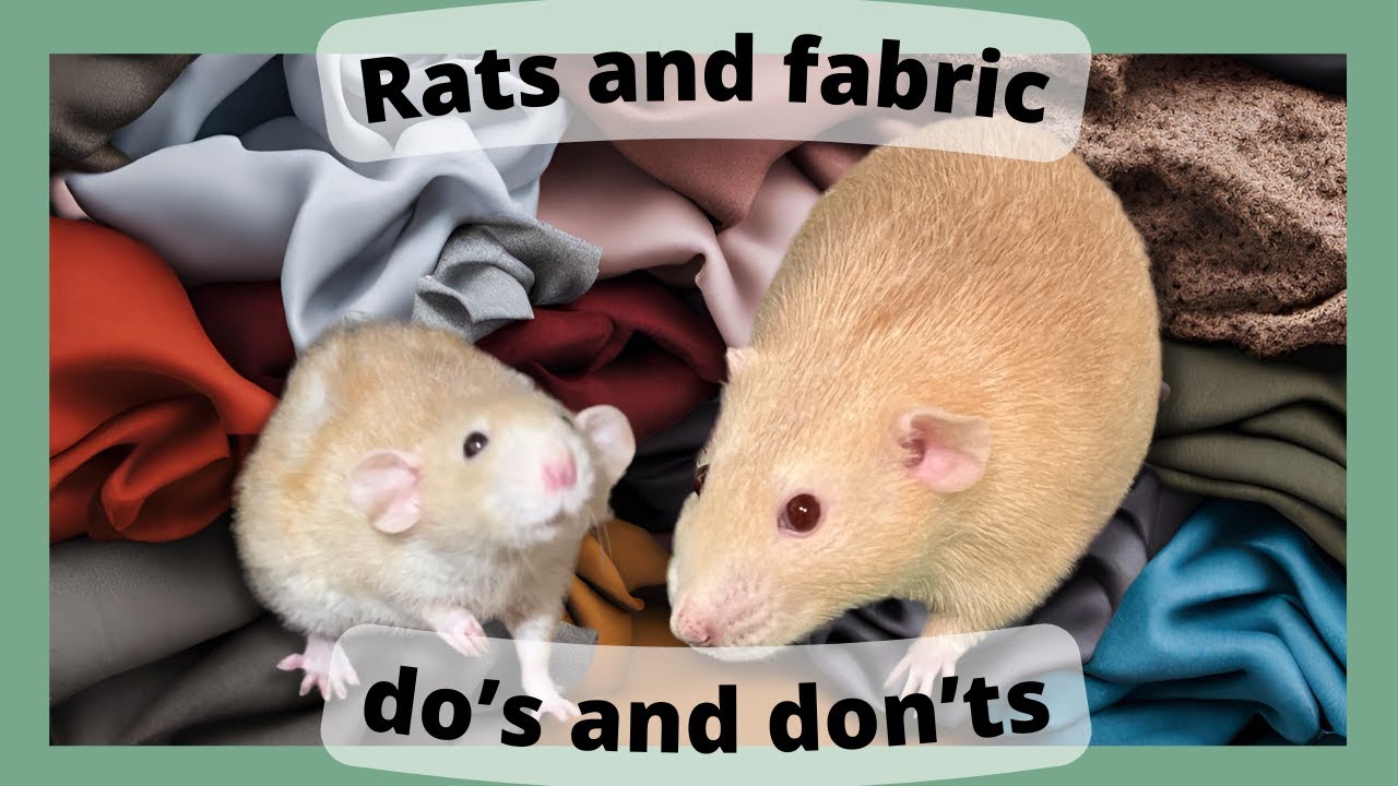 rats and fabric dos and don'ts