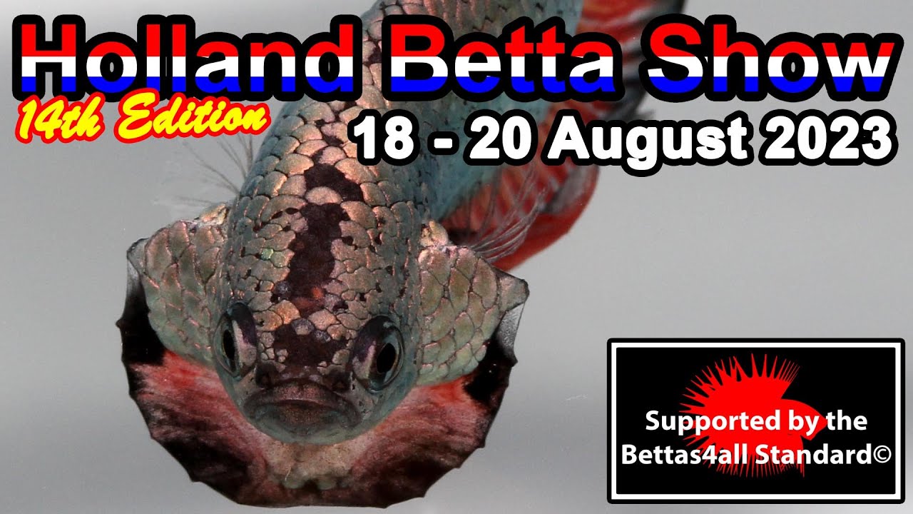 Holland Betta Show 2023