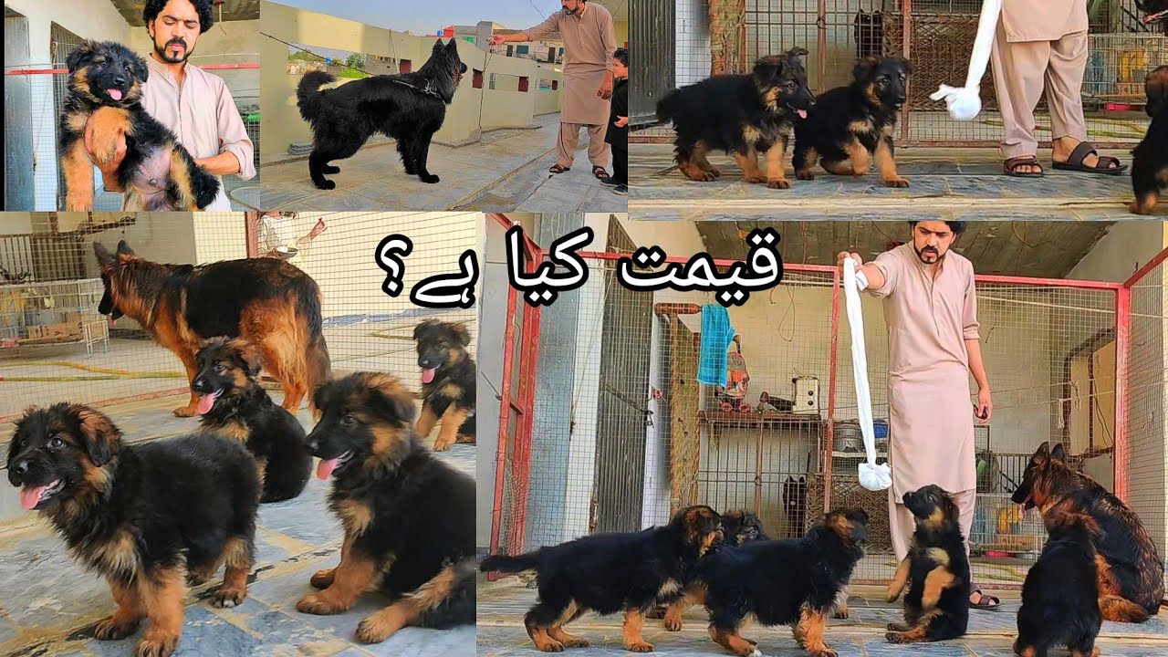 World Best Quality German Shepherd Dog in Punjab, German shepherd Puppy, 10 Pupps @Animal Hub