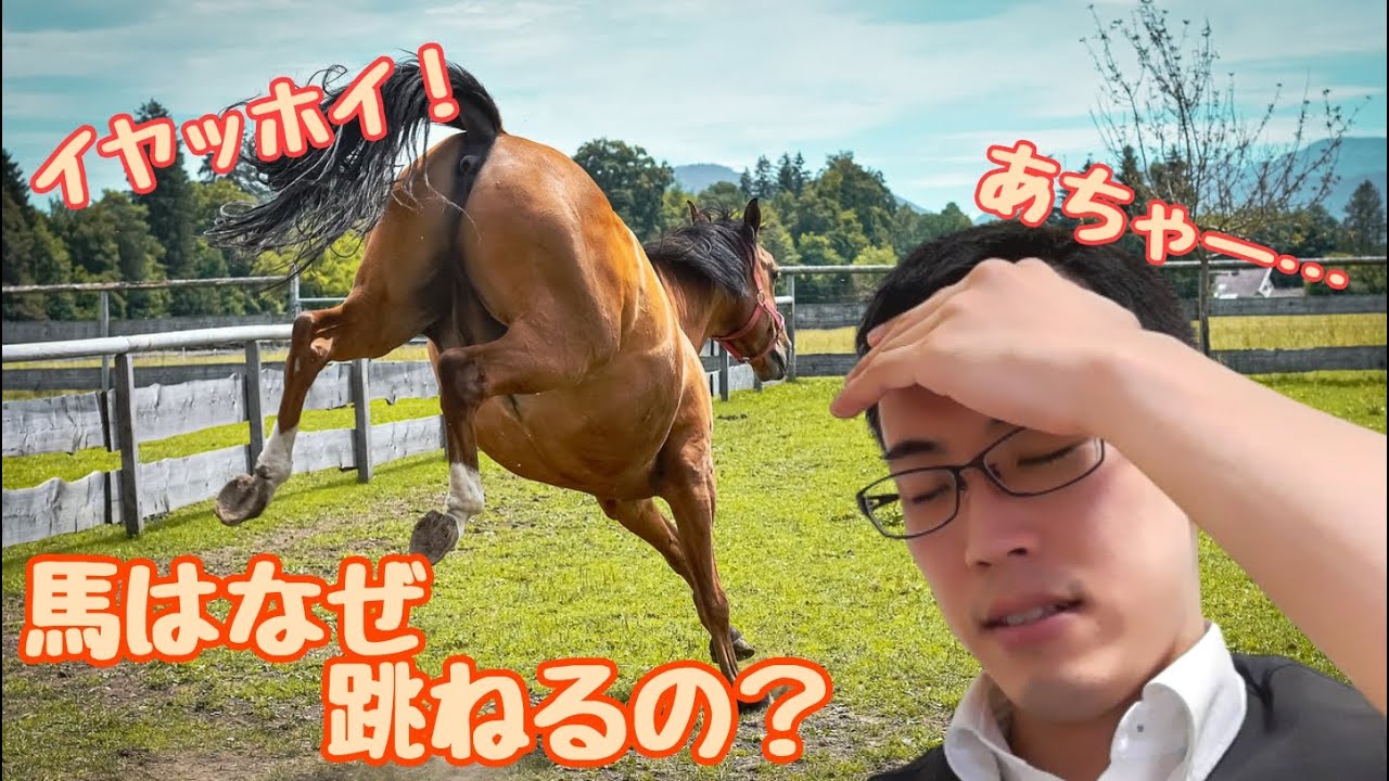 どうして馬は跳ねるの？反抗の理由と対処法（初心者編）