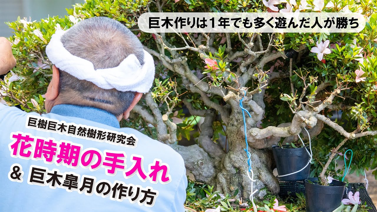 花時期の手入れ＆巨木皐月の作り方　巨樹巨木自然樹形研究会