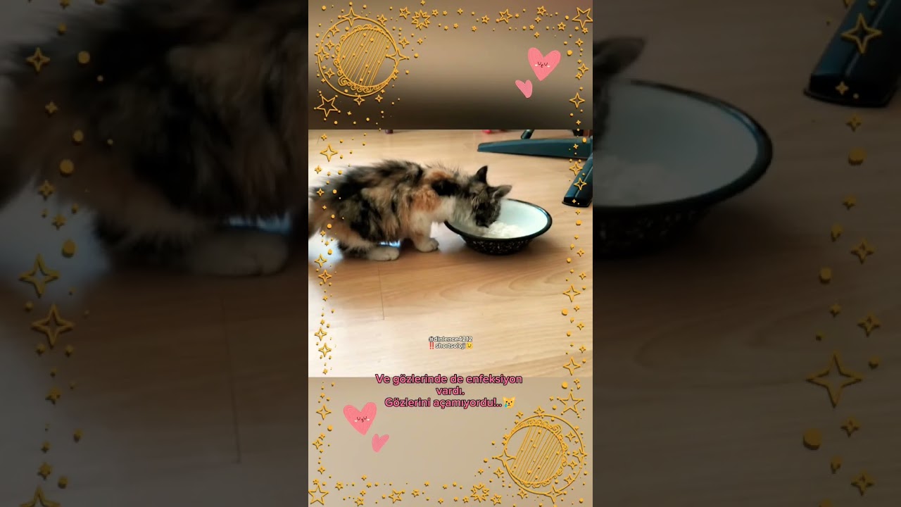Real Story💋😺Mutlu son & Sa&ccedil;aklı'nın Hikayesi #2023 #kitten #cat #catlover #shorts