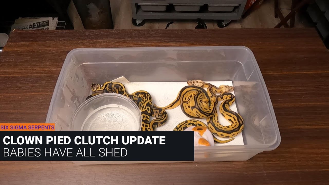 Clown Pied Clutch Update - Babies Have All Shed
