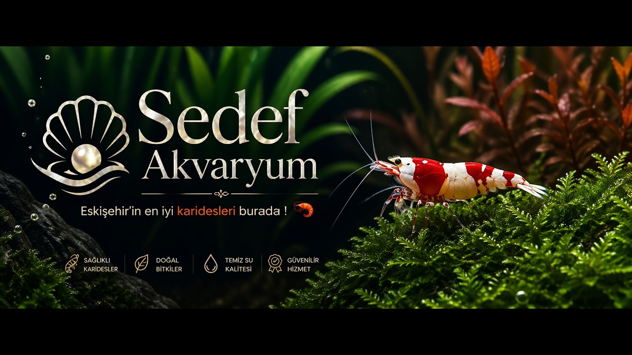 Sedef Akvaryum | Eskişehir'in en iyi karidesleri burada ! 🦐