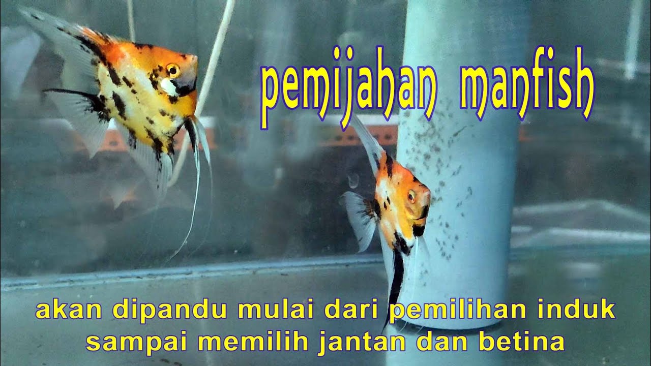 PEMIJAHAN MANFISH