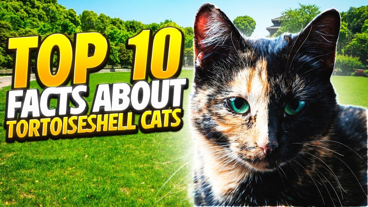 Top 10 Facts About Tortoiseshell Cats